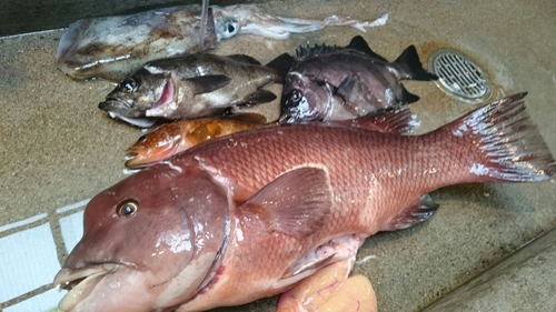 先日の日本海での魚突きは大漁でした 前編 肉と魚と野菜を求めてハンターライフ