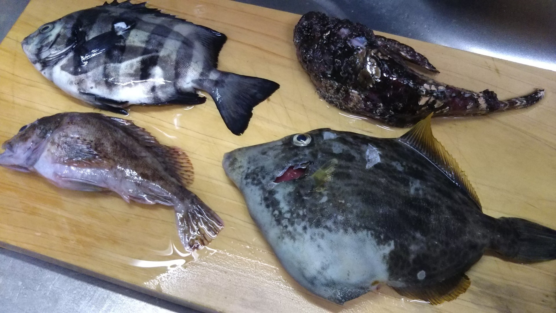 カーボンスピア 銛 デビュー戦 肉と魚と野菜を求めてハンターライフ