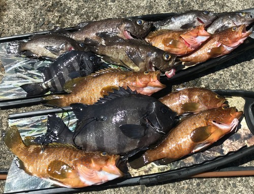 先日の日本海での魚突きは大漁でした 前編 肉と魚と野菜を求めてハンターライフ