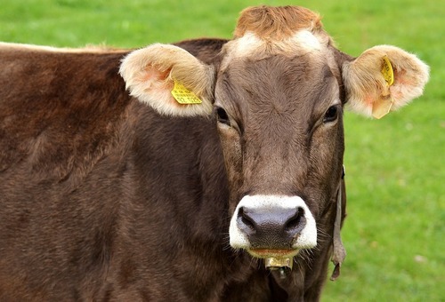 cow-3089278_960_720.jpg
